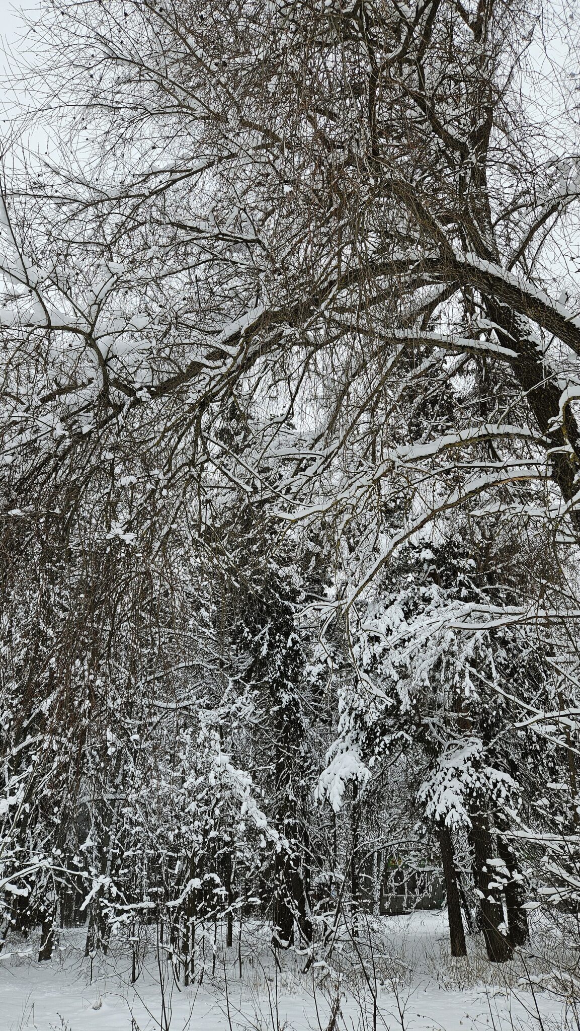 雪の重みで枝が下がる。冬の日中の平均気温は氷点下10度前後