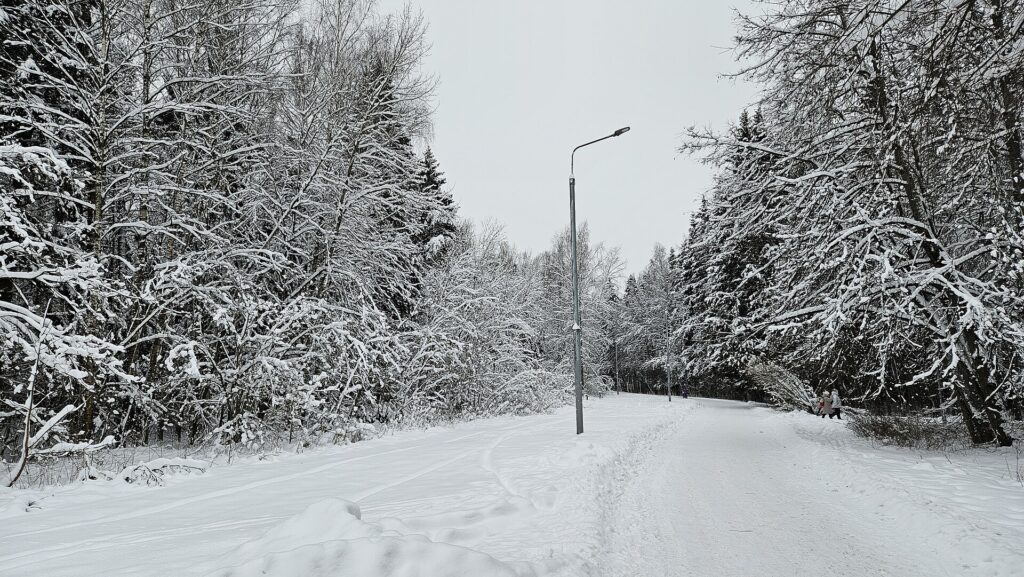 雪の積もった並木道。除雪されるのは車道と歩道だけで、あとはこのまま春を待つ