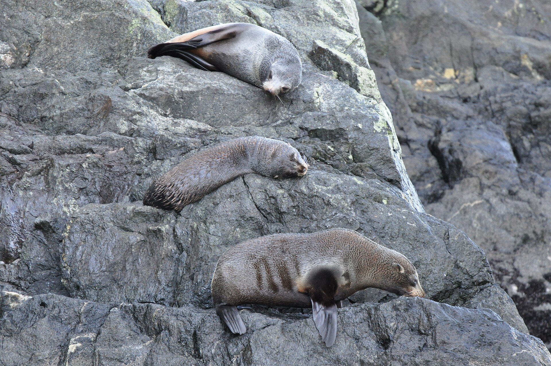 水の上の生き物たち