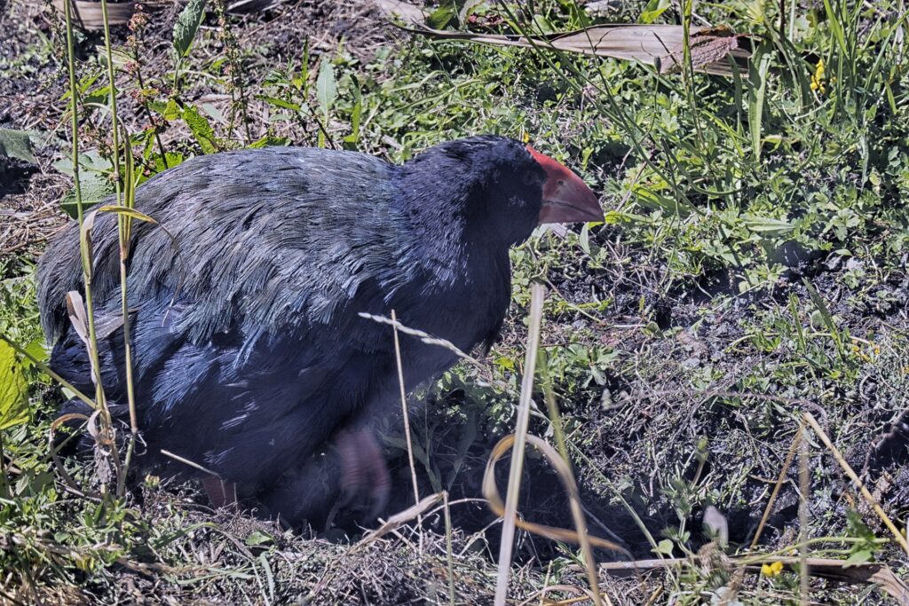 タカヘ。一度は絶滅したと考えられ、1948年にこの近くの山地で再発見された。