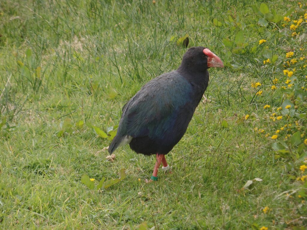 タカヘの幼鳥。ビジターセンター横の保護区で見られることがある。