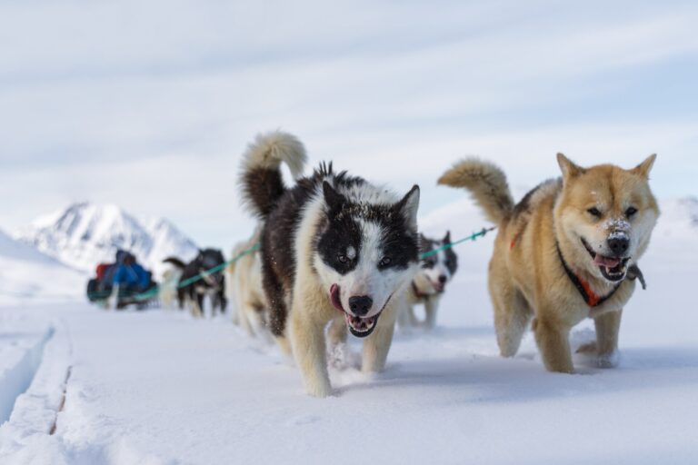雪の上を走るそり犬