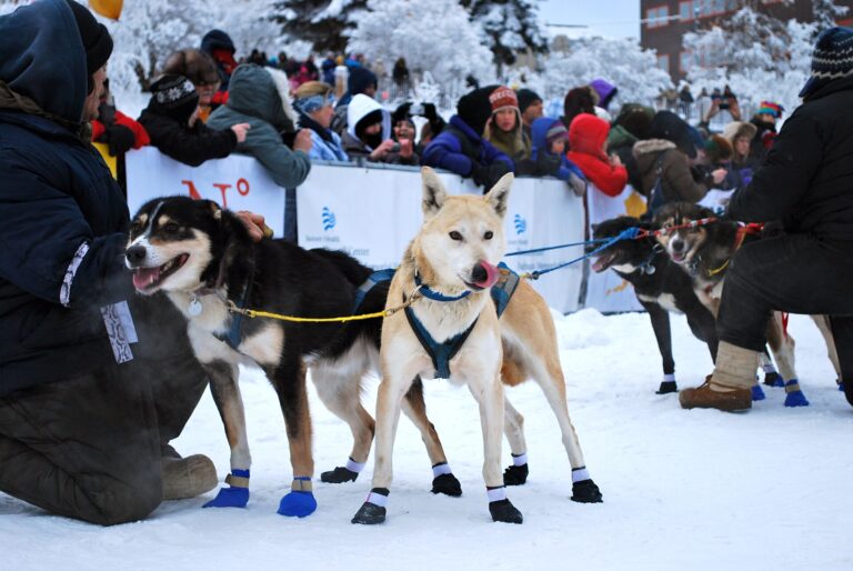 ブーツを履いたそり犬