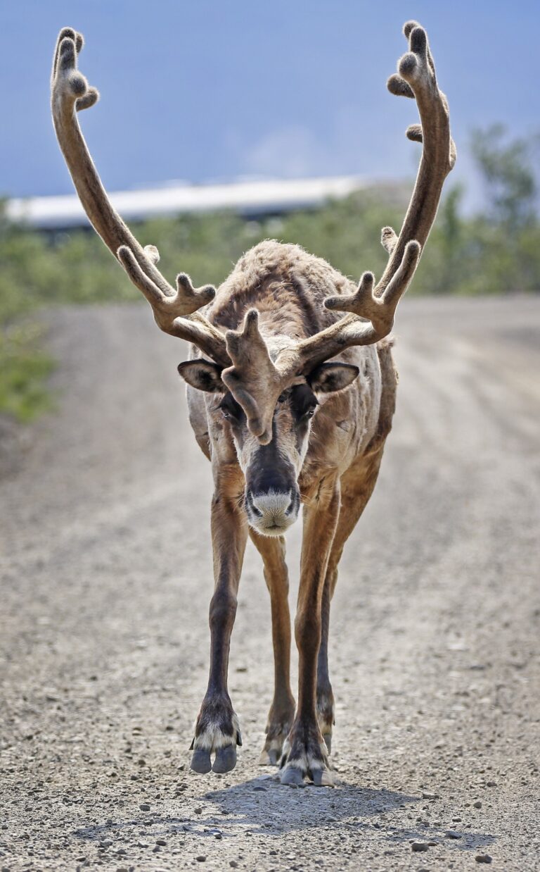 アラスカのカリブー