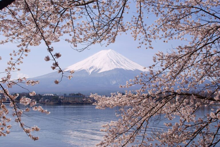 春の同じ湖畔。桜の枝ごしに山が入る