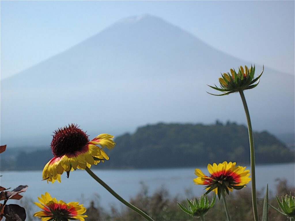 夏の湖畔に咲く花ごしの山