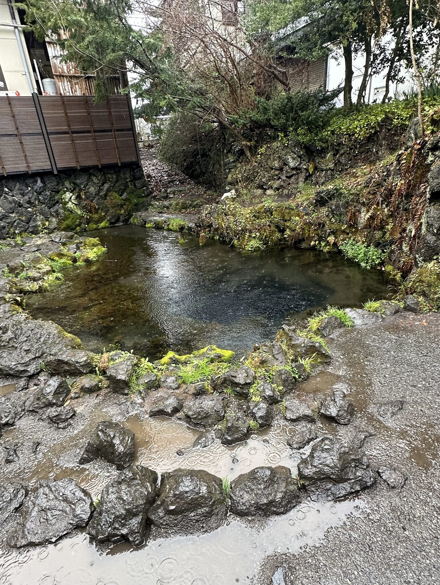 湧池の水底。落ち葉の一枚まで見える
