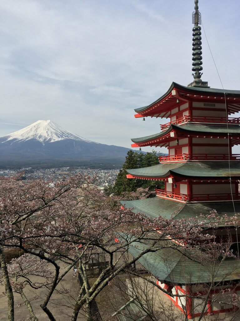 春の満開の桜と五重塔