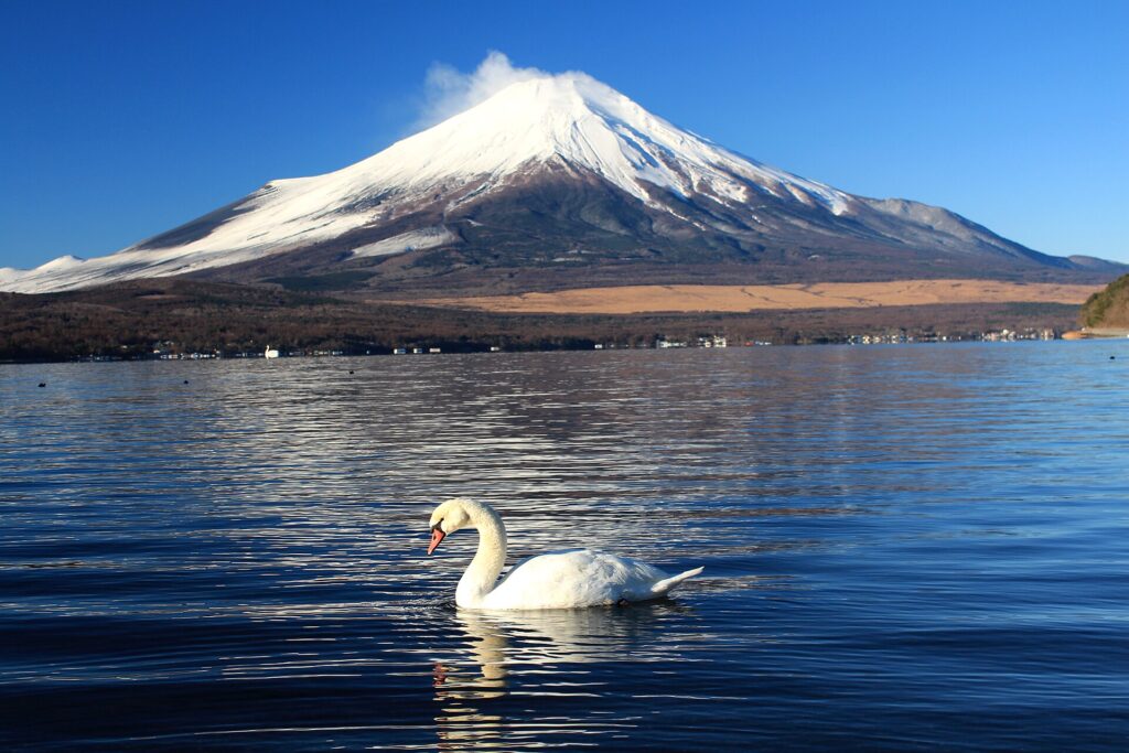 冬の山中湖。白鳥が来て、山は雪をかぶる
