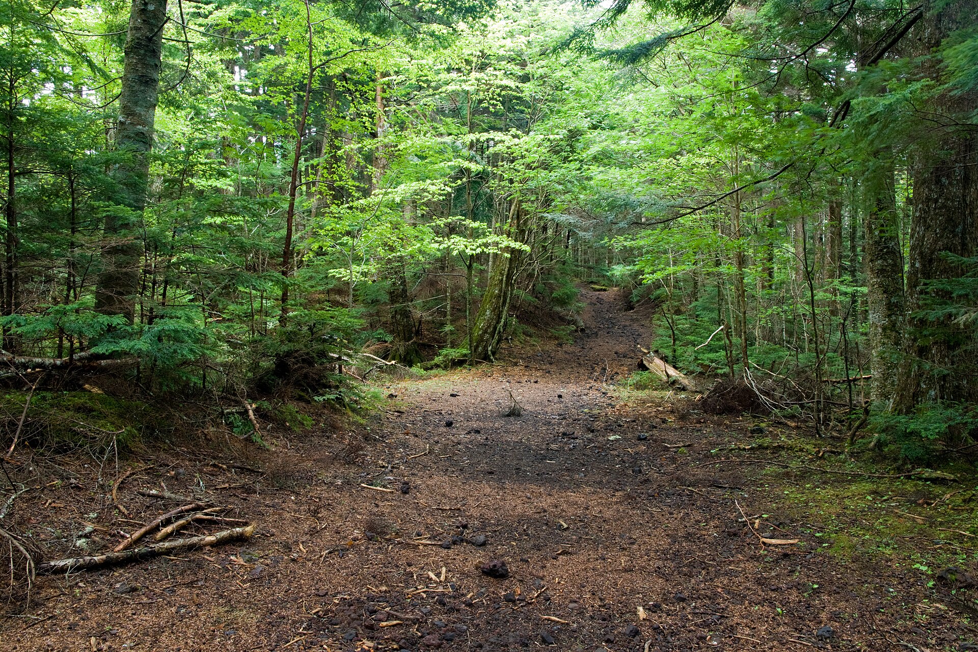 樹林帯の登山道