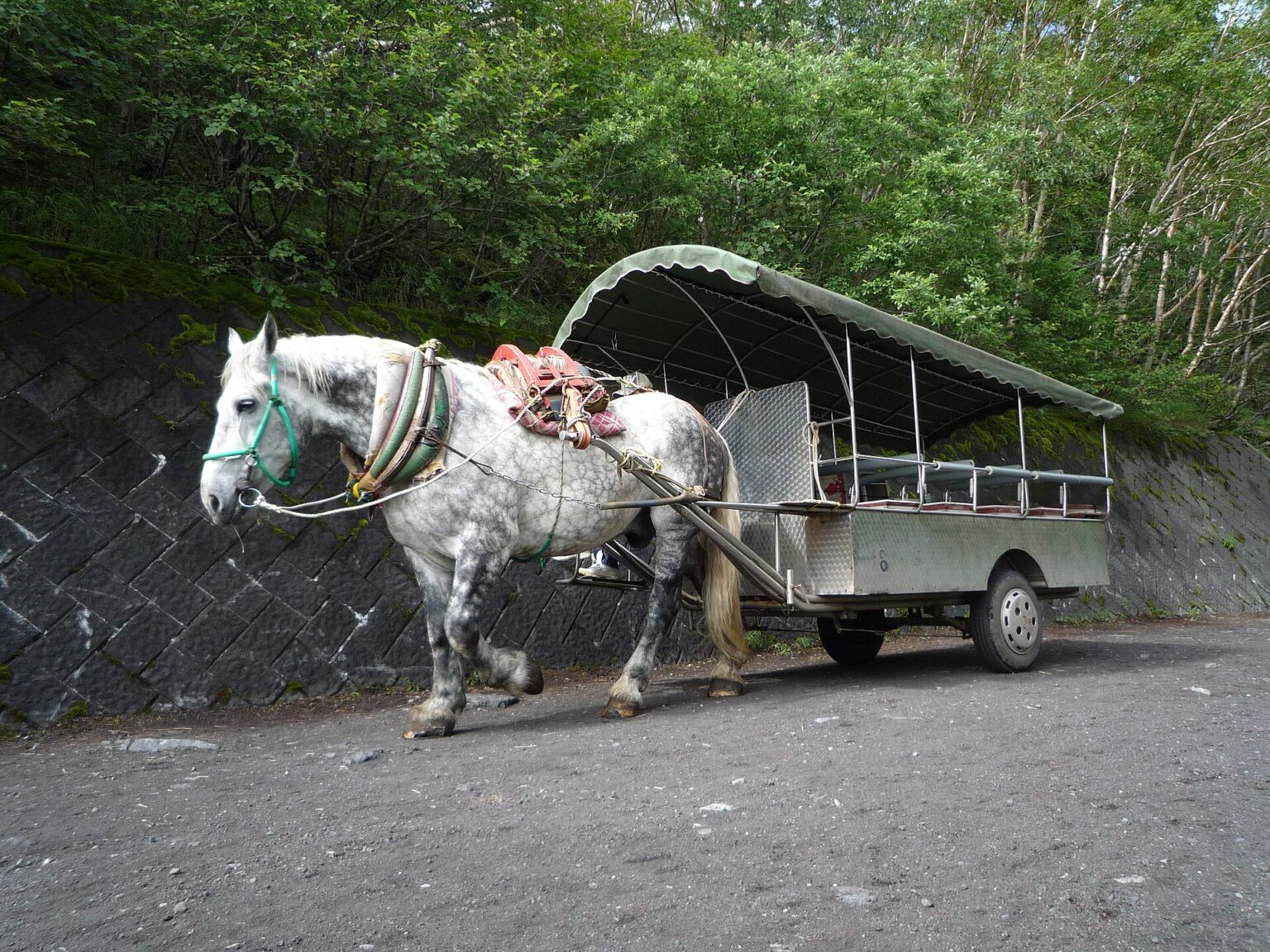 吉田口の登山道にいる馬。荷を運ぶために使われてきた