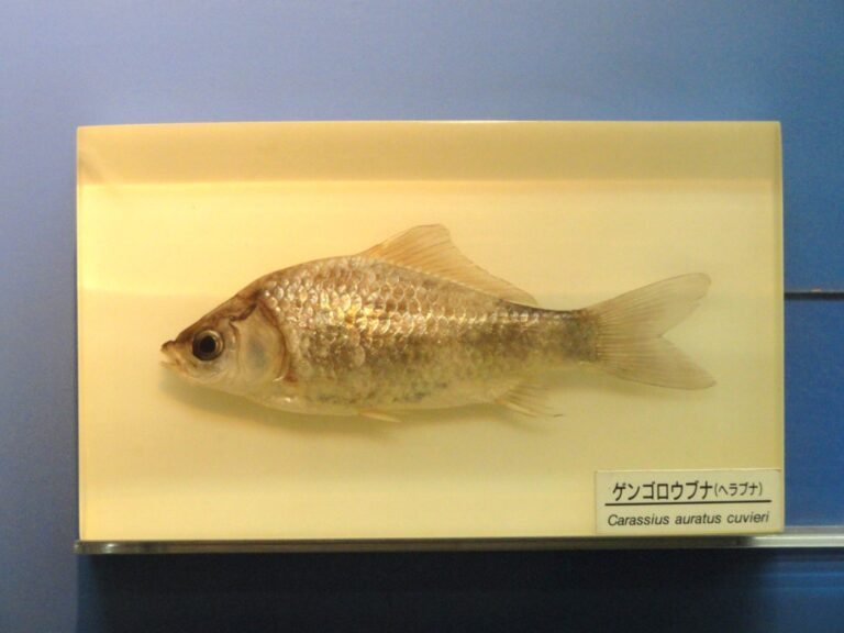 ふなずし