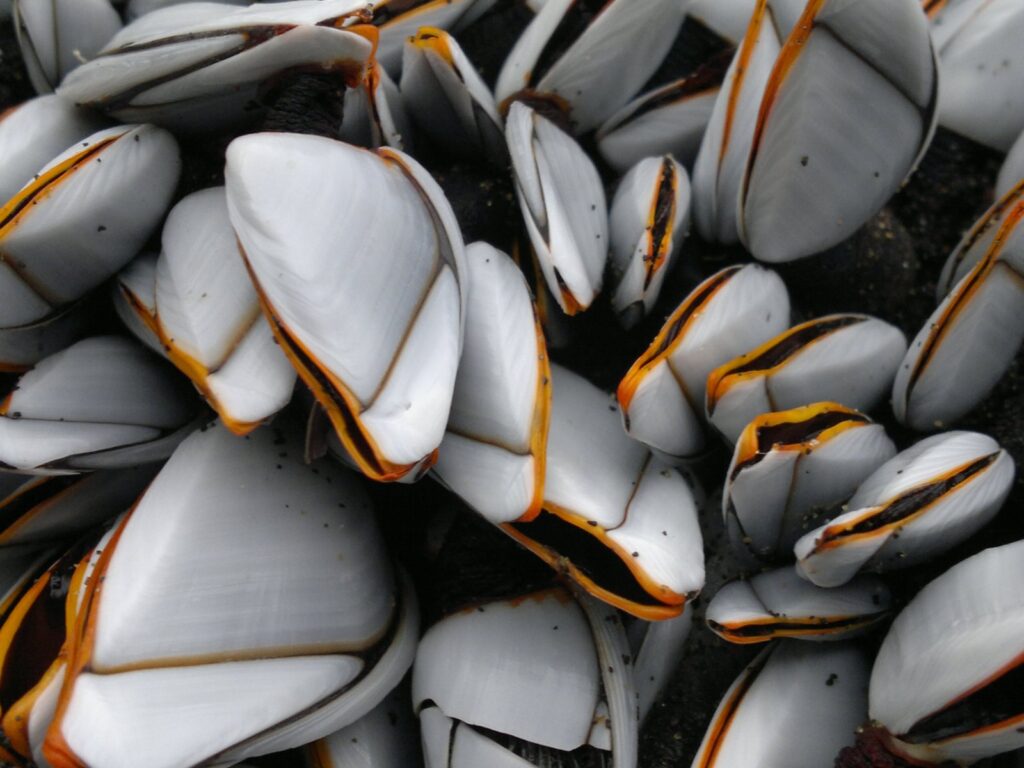 カメノテ