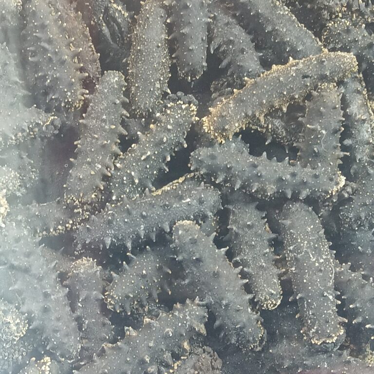 このわた・くちこ