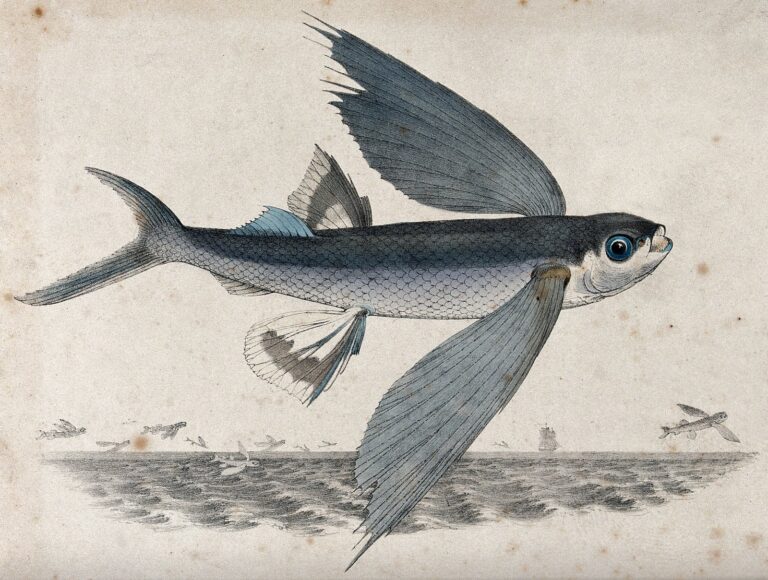 くさや