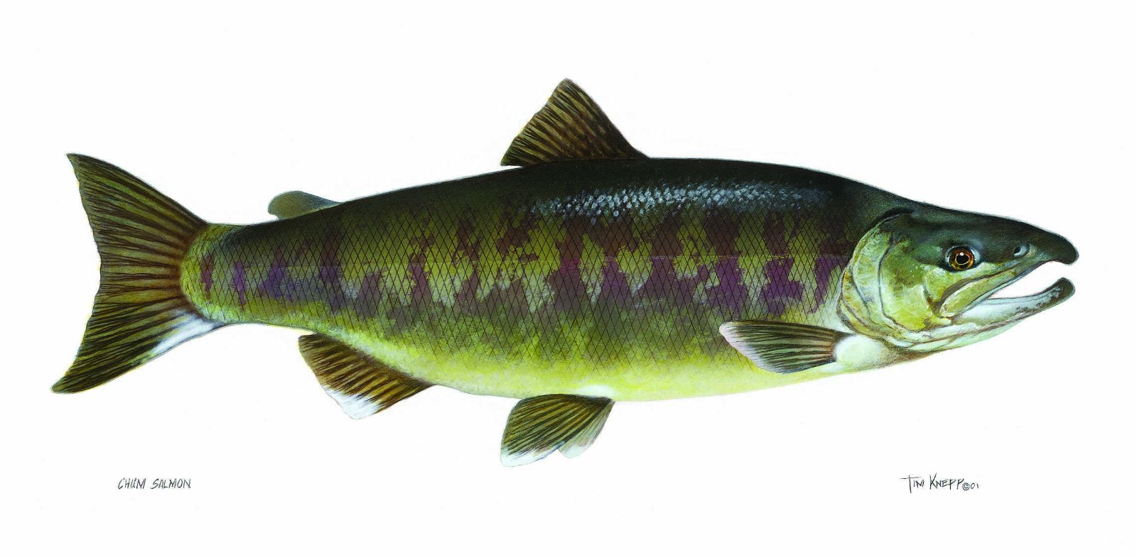 シロザケの魚体を示す学術的な図版