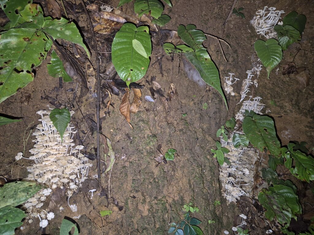 オマジョワ