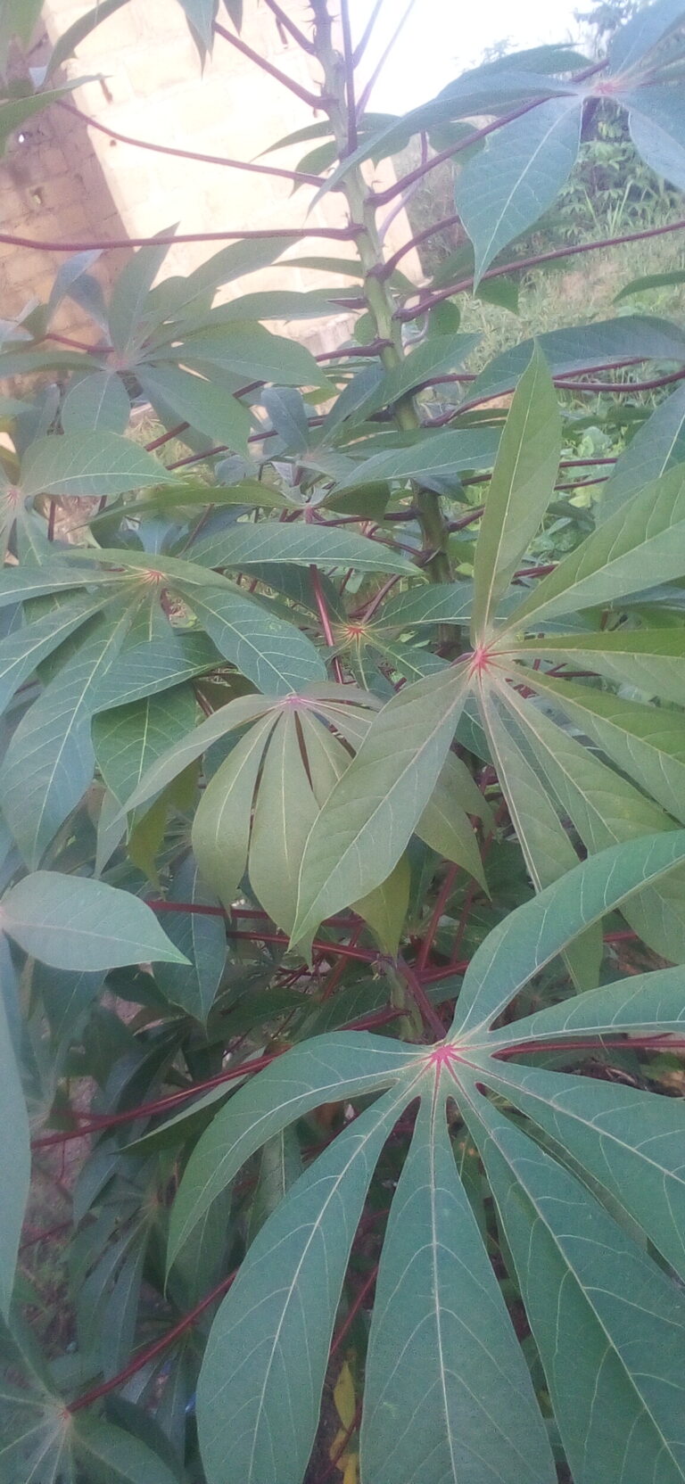 ポンドゥ