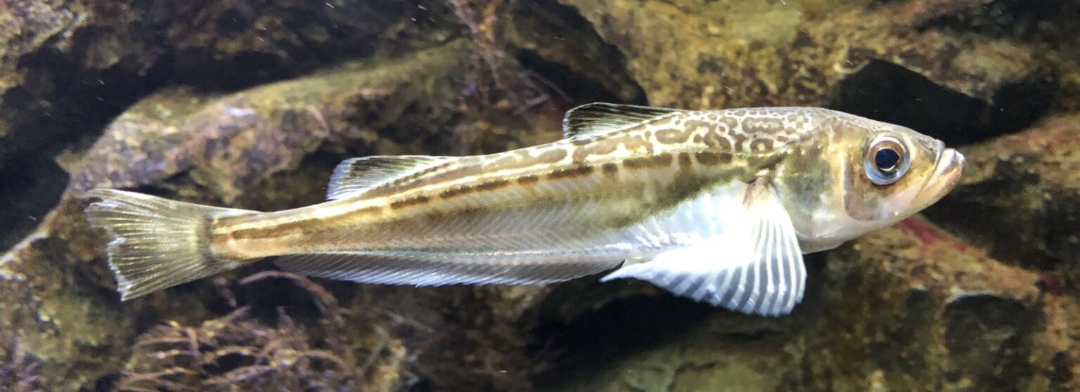 水族館で飼育されるハタハタ（新潟・上越市立水族博物館で撮影）