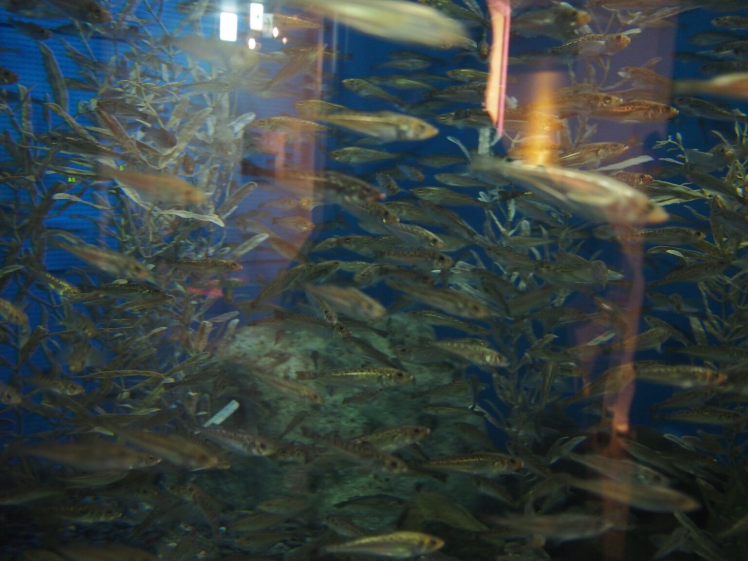 男鹿水族館の水槽を泳ぐハタハタ