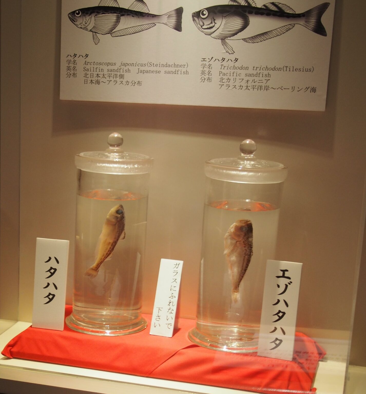 ハタハタとエゾハタハタの液浸標本（男鹿水族館）