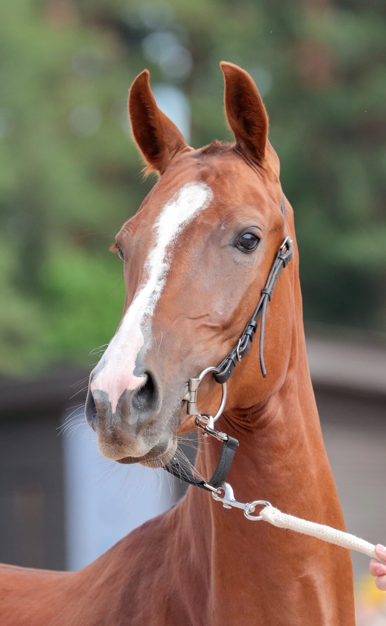 厩舎のアハルテケ馬