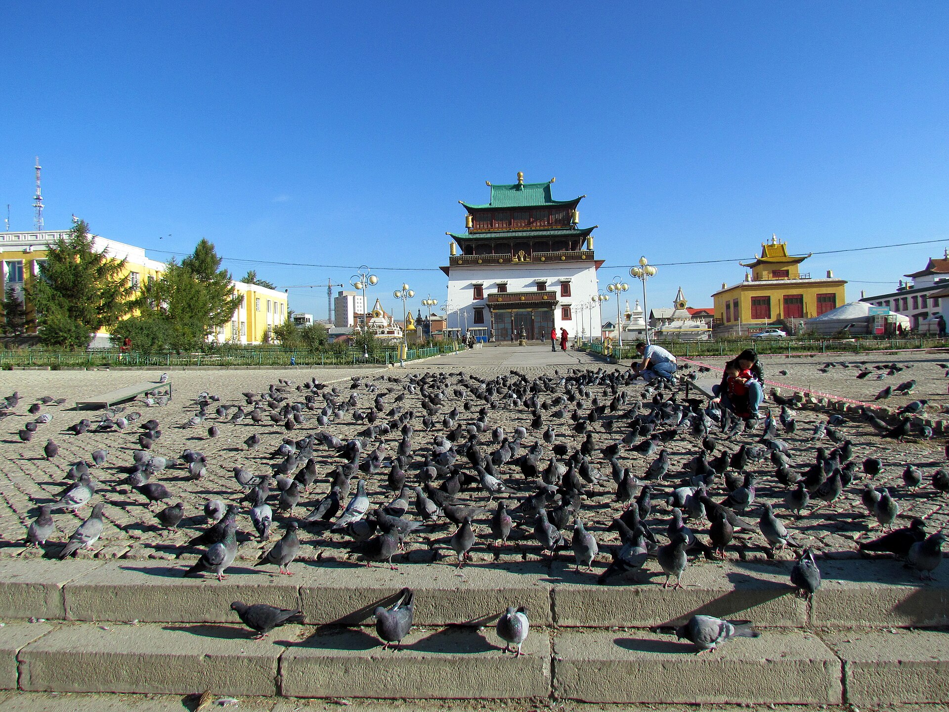 ガンダン寺の鳩