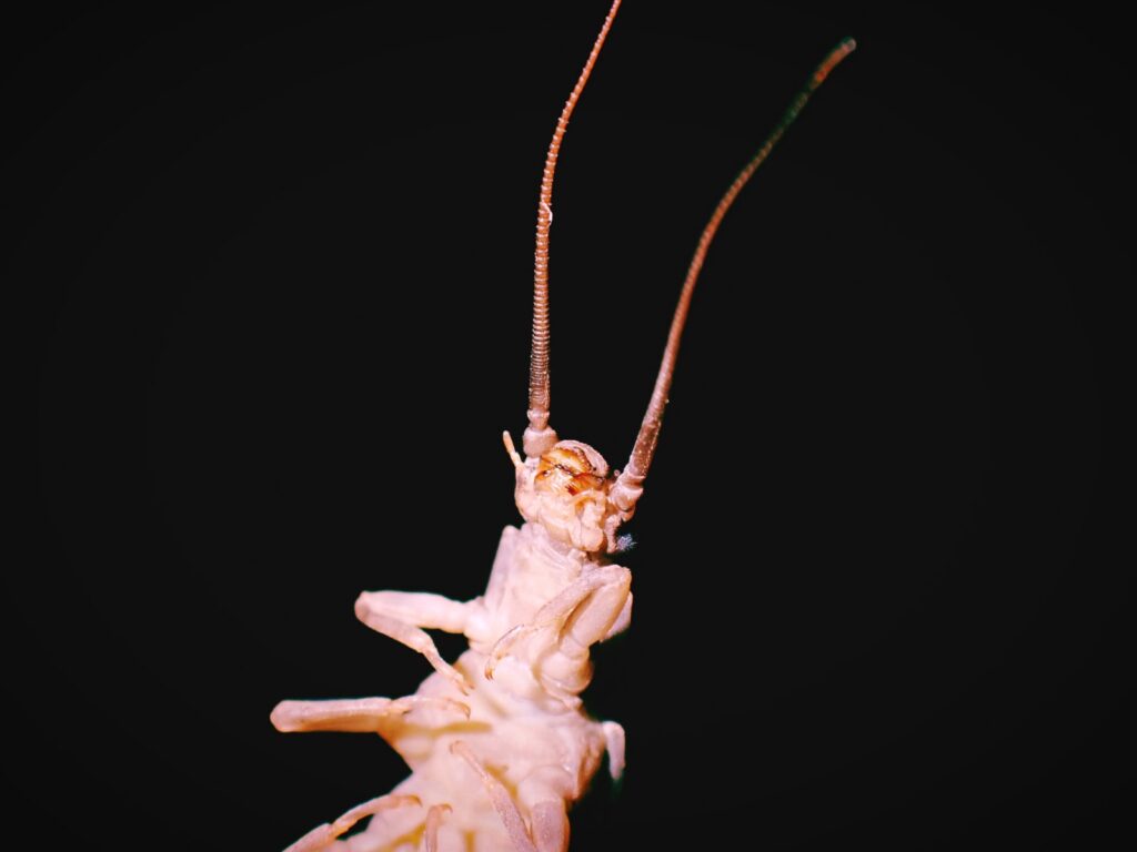 ざざむし