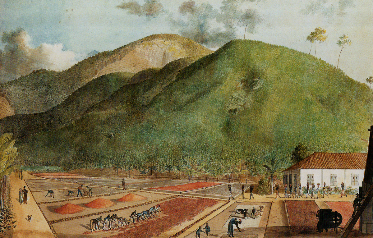 ブルボン島のコーヒー農園を描いた1800年ごろの絵画