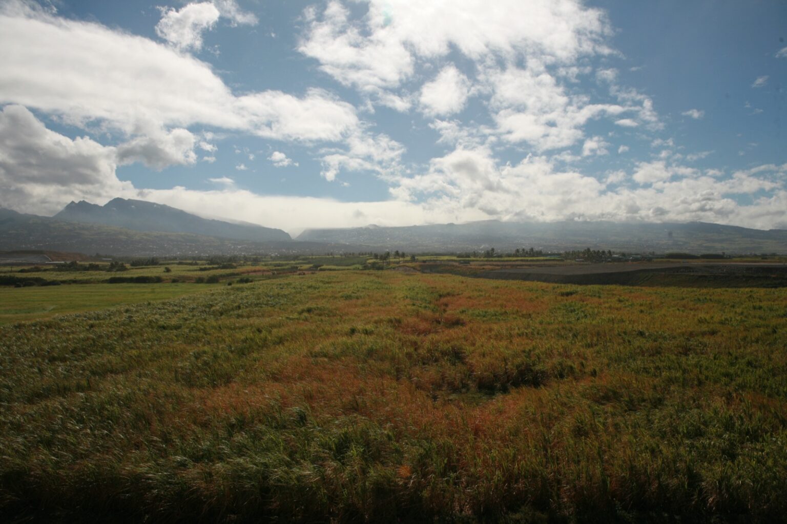 刈り取り機で切り出されたサトウキビの山と海