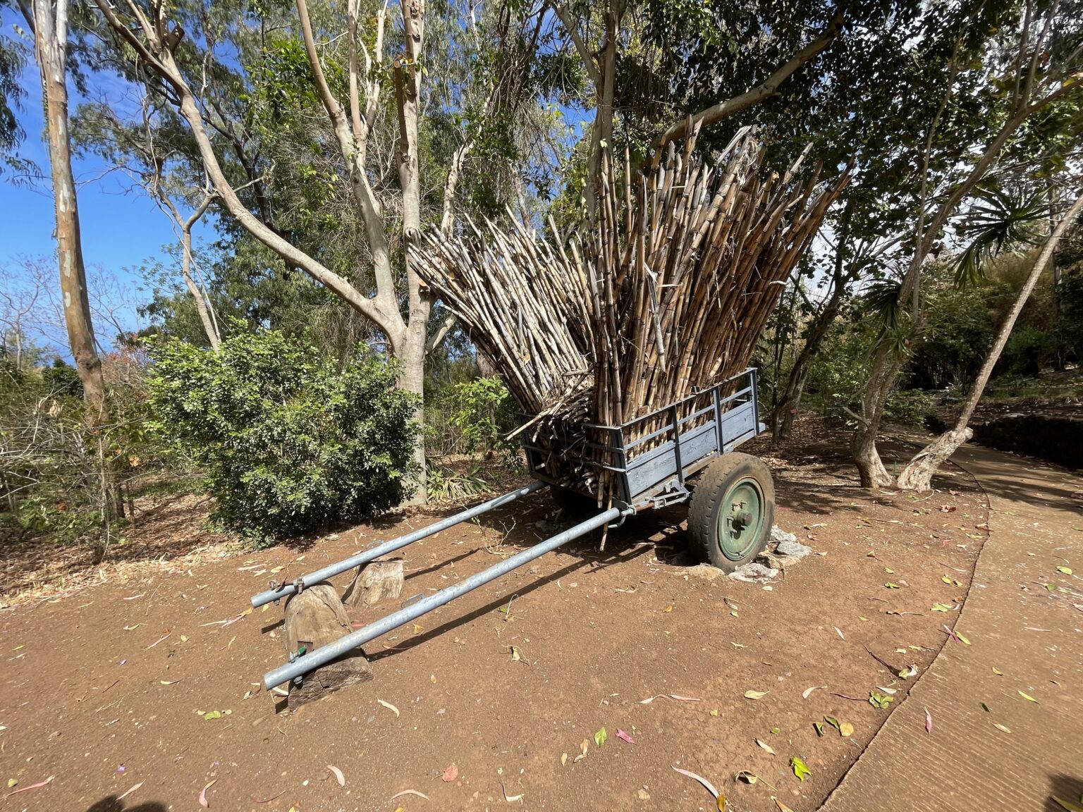 サトウキビ運搬に使われていた木製の荷車