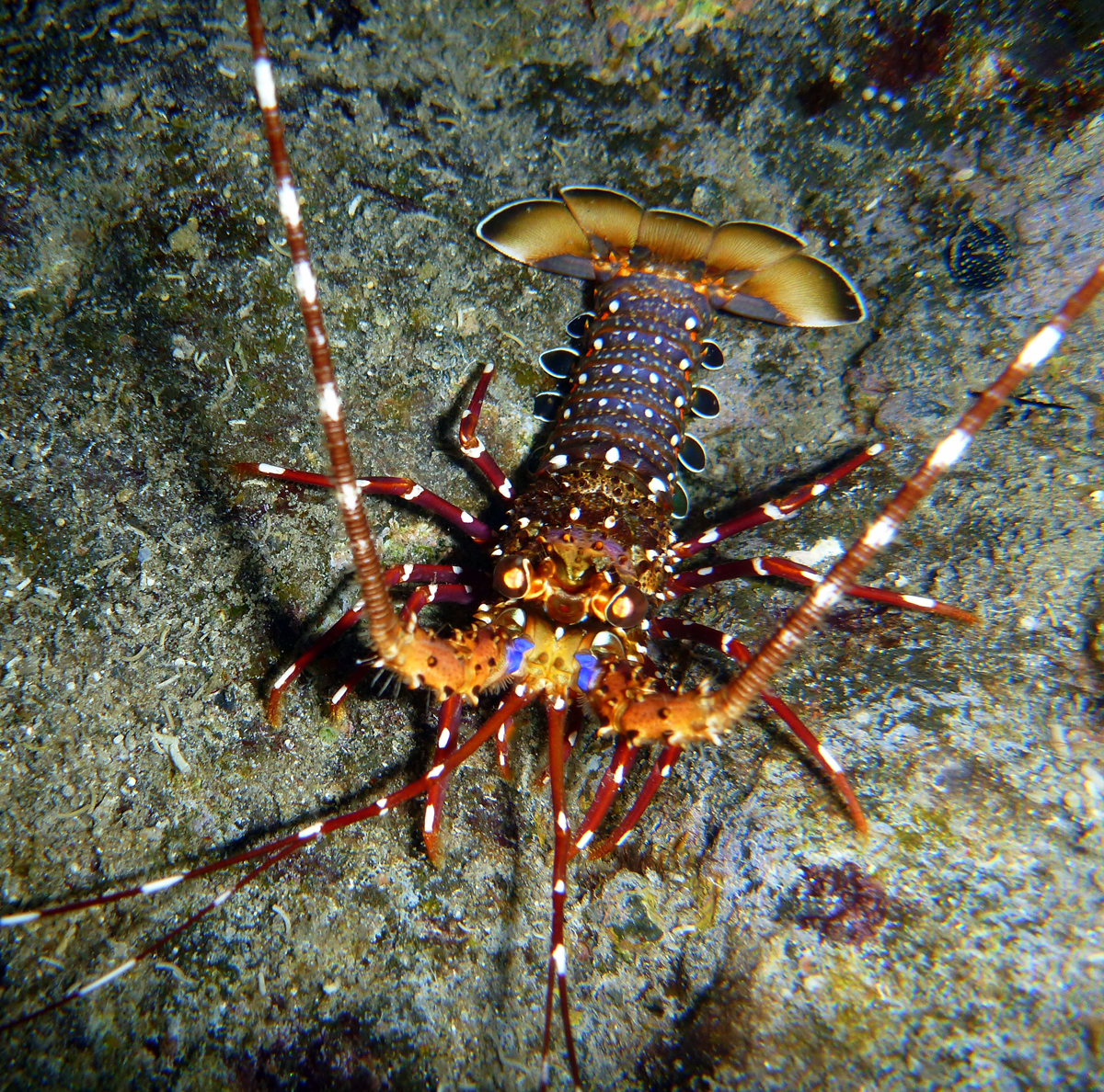 礁池の岩陰にいる縞模様のイセエビ（Panulirus longipes）