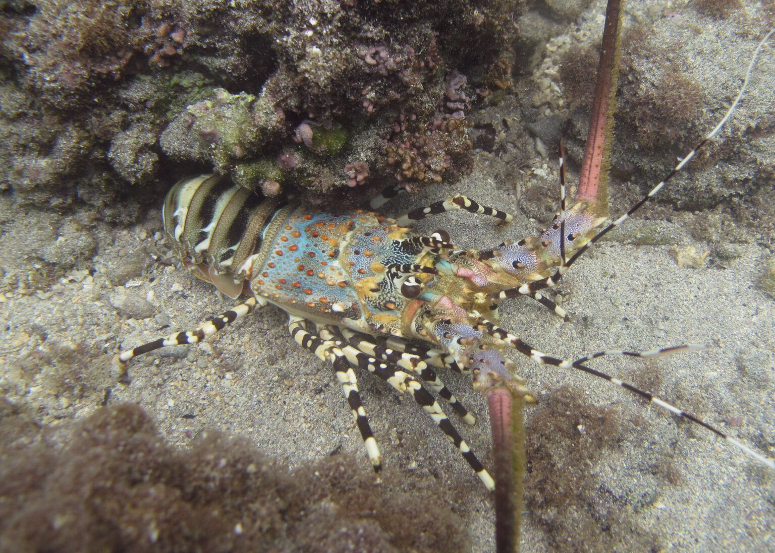水中の岩に張りついた青みの強いイセエビ（Panulirus ornatus）