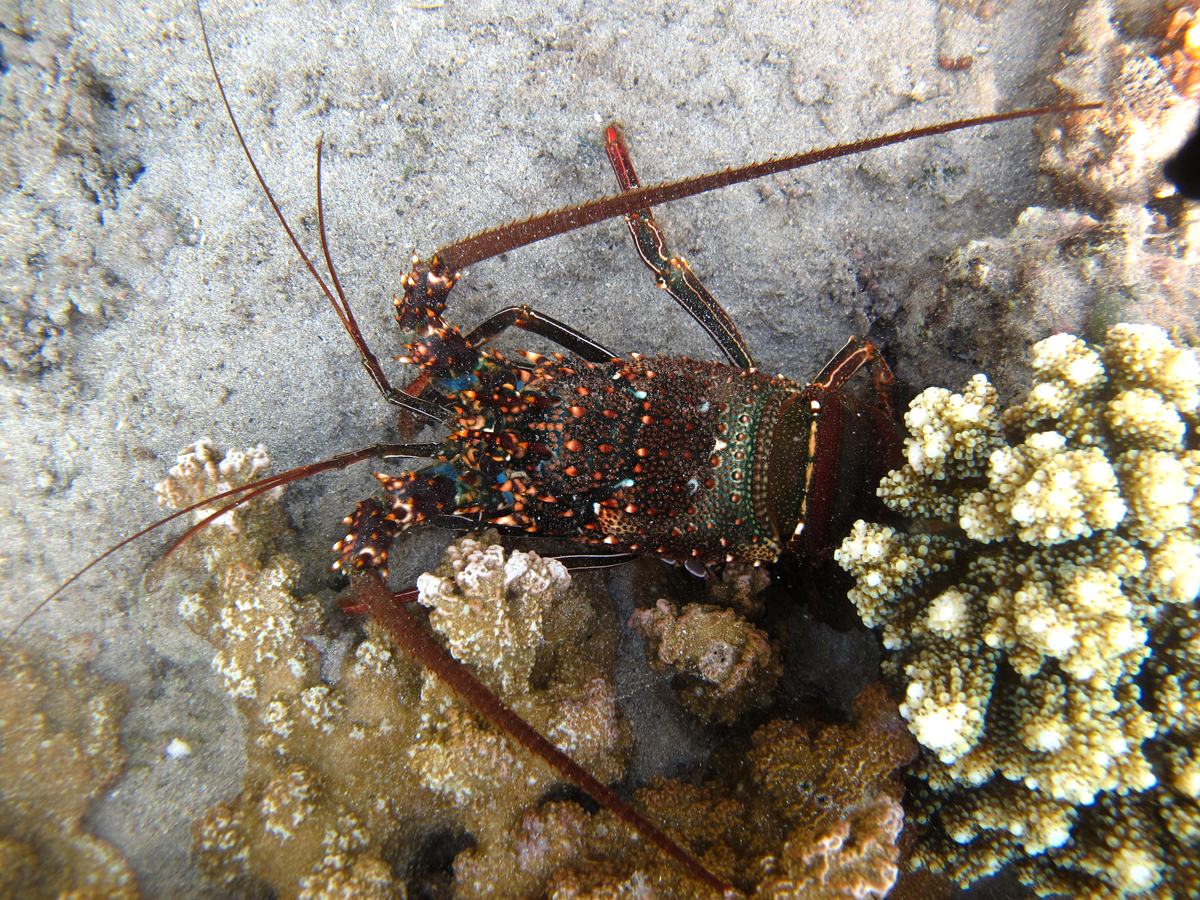サンゴ礁の岩肌にいるレユニオンのイセエビ（Panulirus penicillatus）