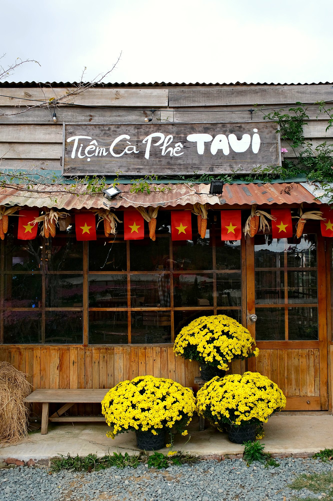 「Nem Cà Phê TAUI」の看板を掲げた、黄色い菊の鉢を並べたベトナムのカフェ