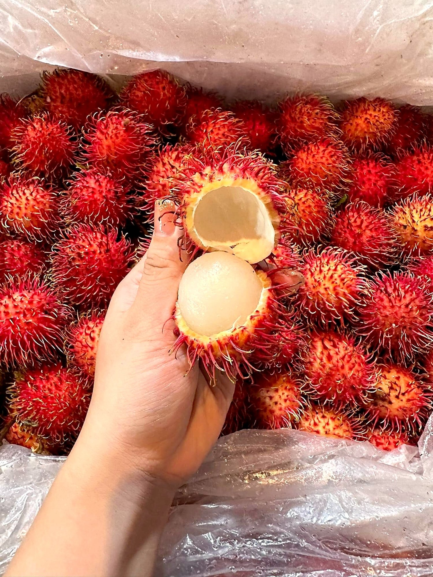 chôm chôm（ランブータン）