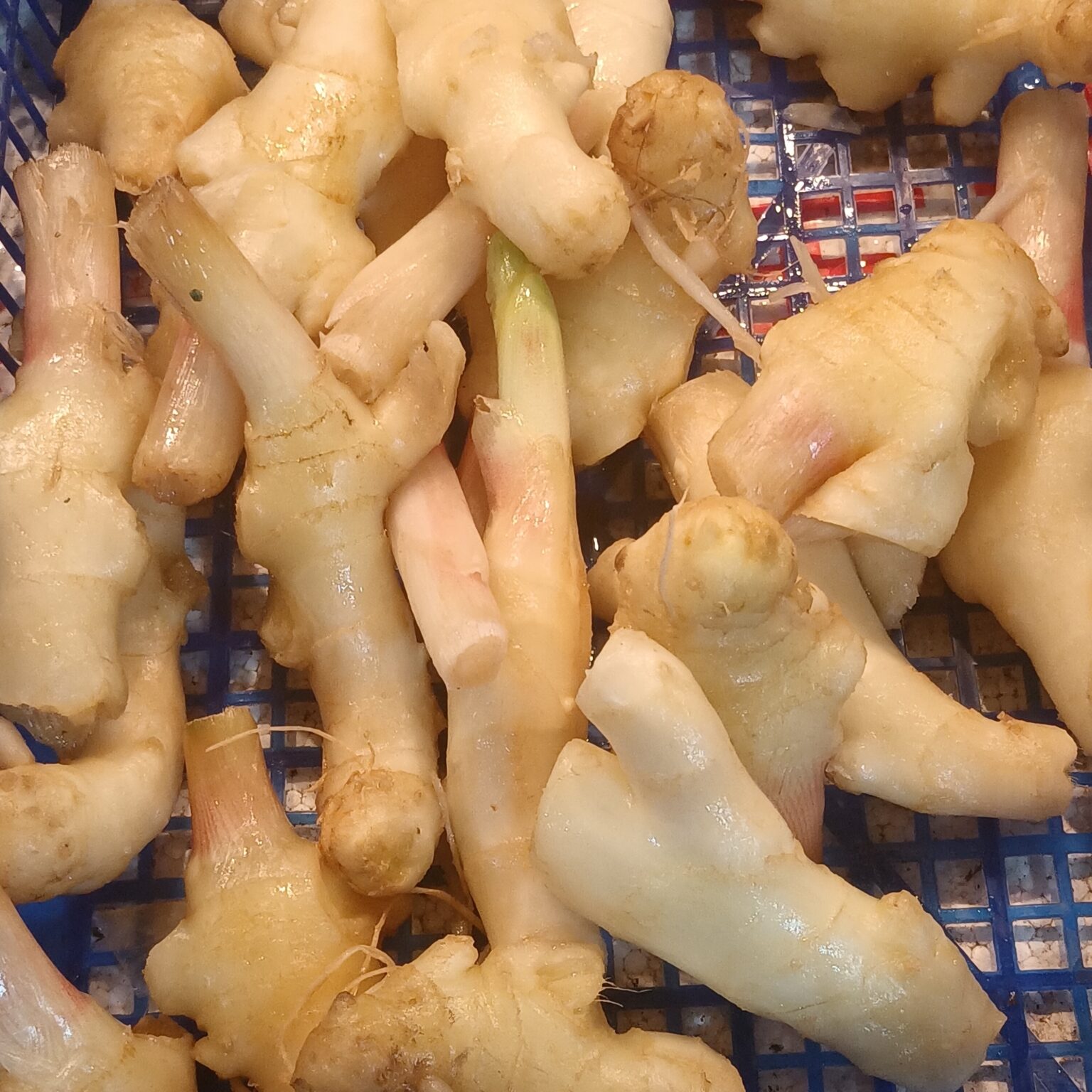 青いかごに入った生姜