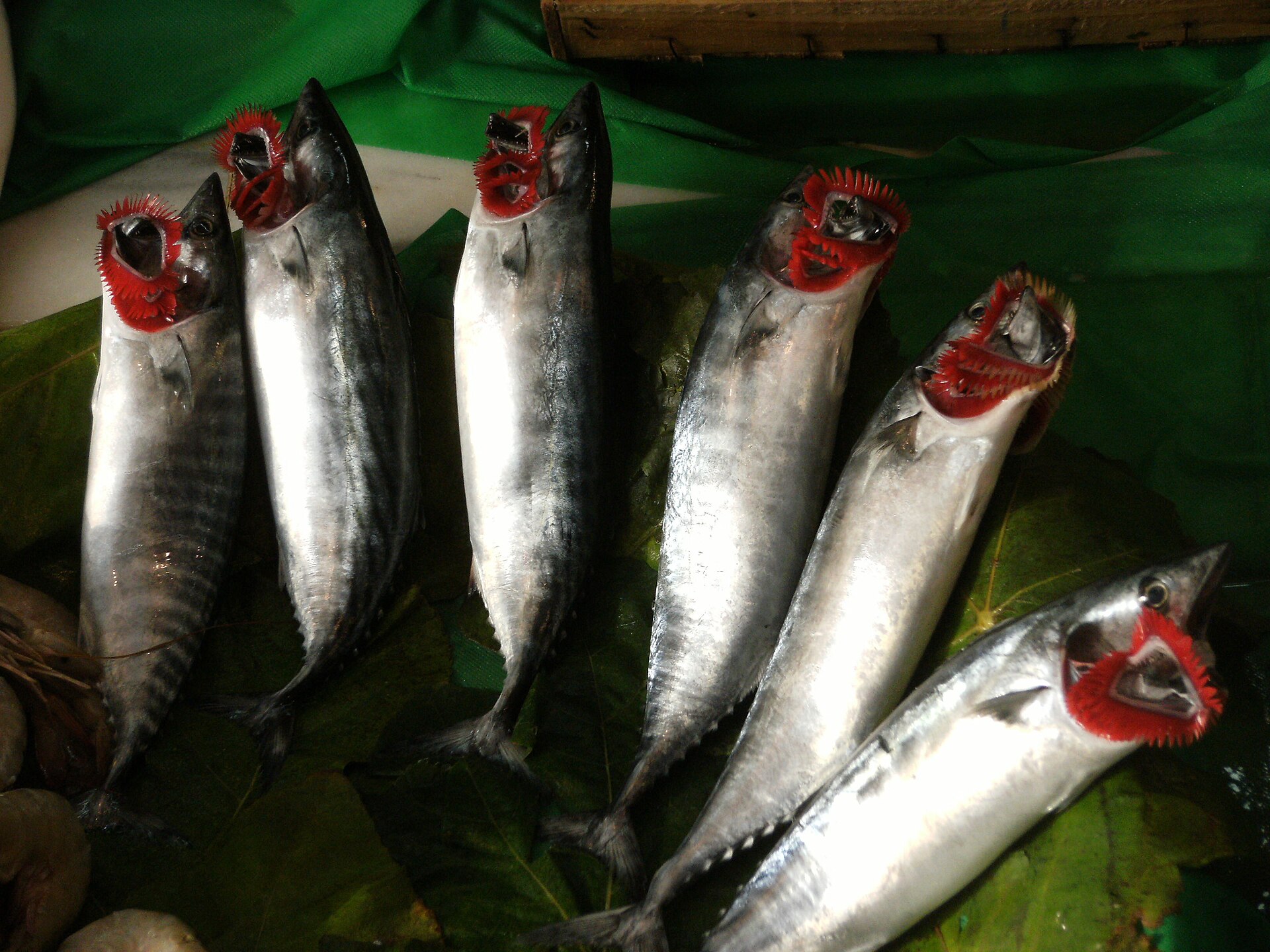 イスタンブールの魚屋に並ぶ、えらを見せた生のパラムト