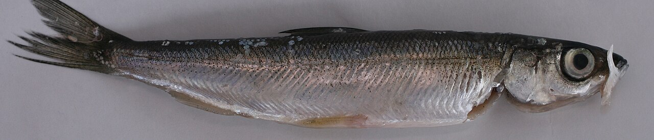 白い背景に置かれた銀色の小魚ムイック（Coregonus albula）の横向きの姿