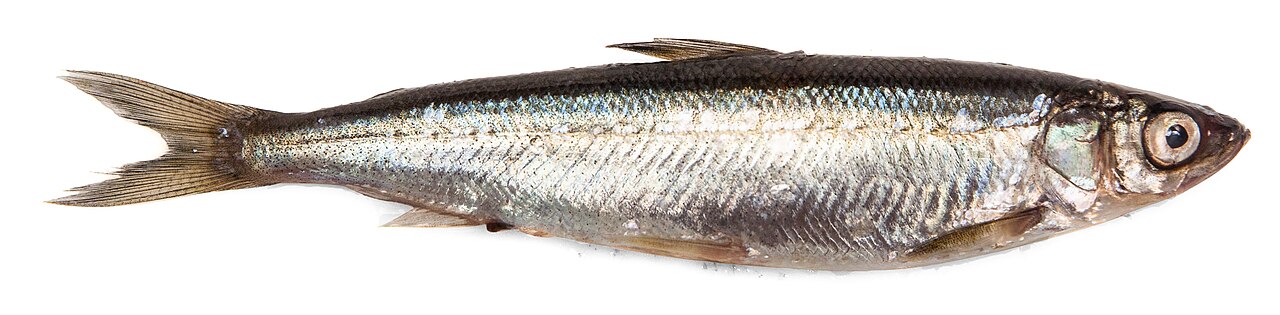 白い背景に置かれた細身の銀色の魚、Coregonus albula