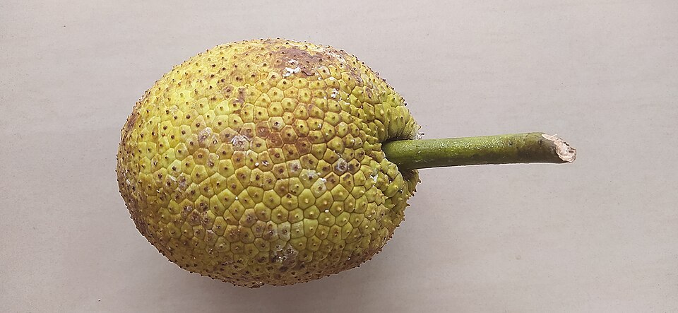 軸のついた緑色のパンノキの実を横から撮影したもの