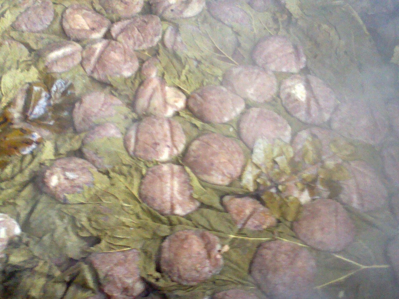 ナルカの葉の上に並べられ、湯気の中で蒸されているミルカオ