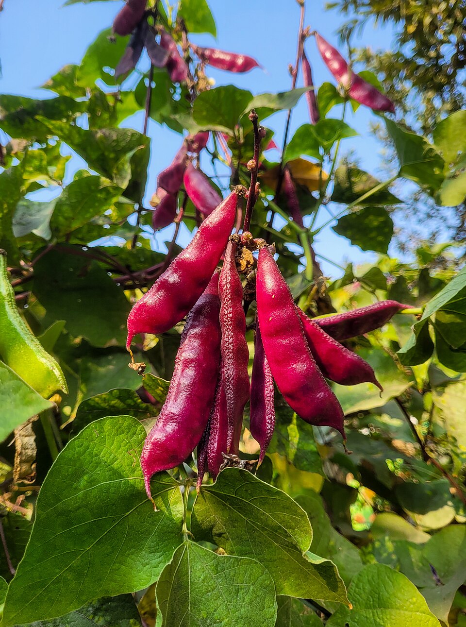 青空を背に、濃い紅色に色づいたラブラブ豆（Lablab purpureus）の莢が房になって垂れている