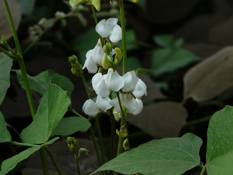つる性のラブラブ豆の茎に咲いた白い蝶形の花と、三出複葉の葉