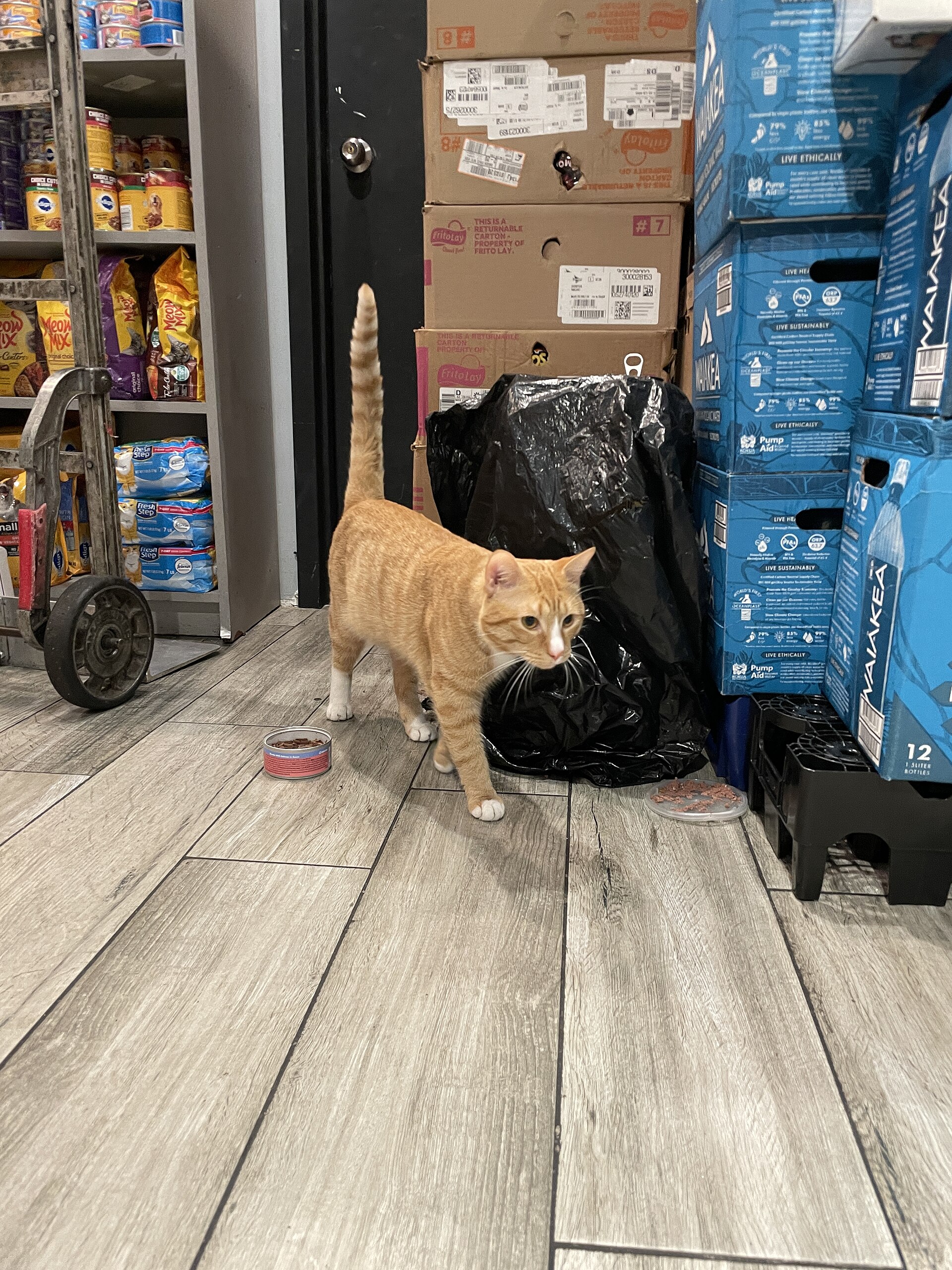3番街のボデガの店内、段ボールと棚のあいだを歩く茶トラのボデガ猫
