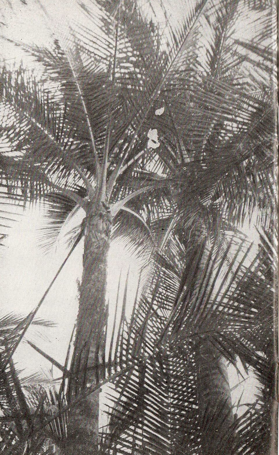 『Kami Memperkenalkan Maluku dan Irian Barat』36ページに掲載されたサゴヤシの白黒写真