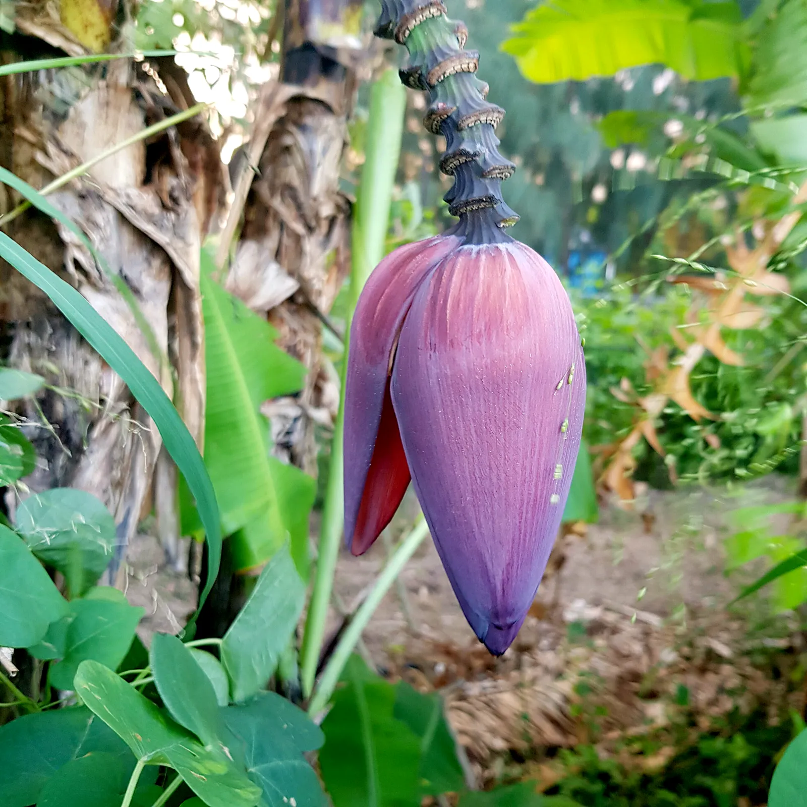 畑で下がっているババフィグ（バナナの花）