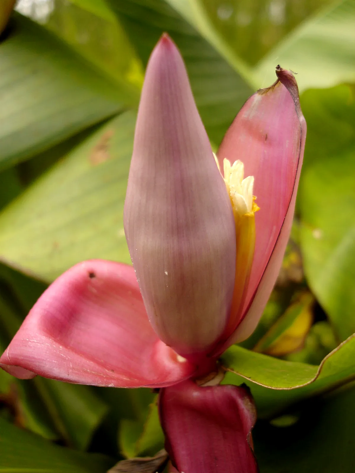 開きかけたバナナの花のアップ