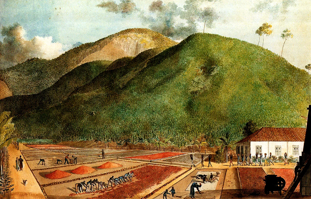 ブルボン島のコーヒー農園を描いた1800年ごろの絵画
