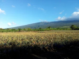 パイナップルの栽培風景（アナナ・ヴィクトリアの参考写真）